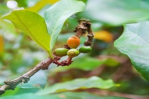 Zanzibar Spice | Zanzibar Spice Tour | Zanzibar Spice Farm Tour | Zanzibar Spice Island | Zanzibar Spice Farm | 2023 | 2024 | 2025 | Kizza Adventures